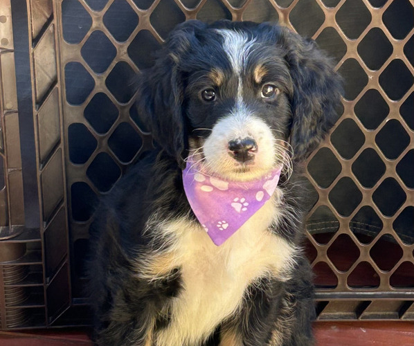 Medium Photo #1 Bernedoodle Puppy For Sale in REDMOND, OR, USA