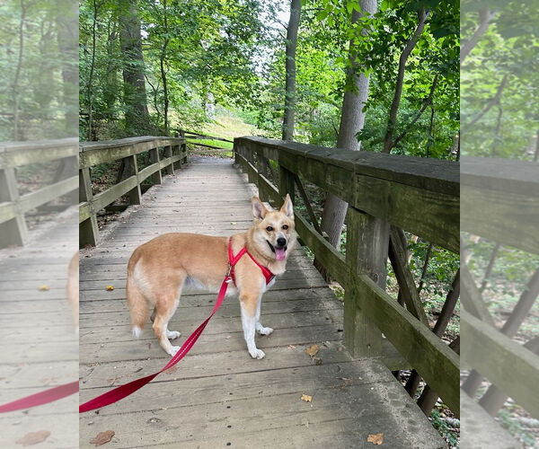 Medium Photo #4 Mutt Puppy For Sale in Morganville, NJ, USA