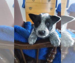 Australian Cattle Dog Puppy for sale in THREE RIVERS, MI, USA