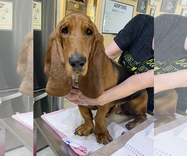 Medium Photo #1 Basset Hound Puppy For Sale in Benton, LA, USA