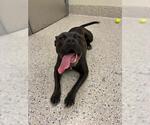 Small American Staffordshire Terrier Mix