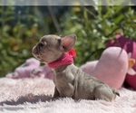 Small #4 French Bulldog
