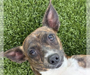 Chihuahua-Unknown Mix Dogs for adoption in Canton, CT, USA