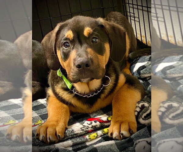 Medium Photo #4 English Mastweiler Puppy For Sale in Lawrenceville, NJ, USA