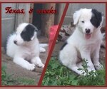 Puppy Texas Border Collie