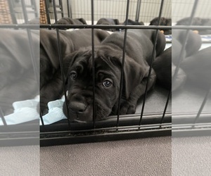 Cane Corso Puppy for sale in HORACE, ND, USA