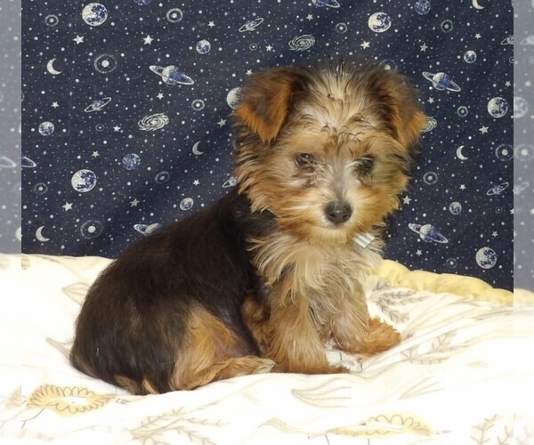 Medium Photo #9 Yorkshire Terrier Puppy For Sale in PATERSON, NJ, USA