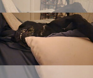 Nova - Female American Pit Bull Terrier-Labrador Retriever Mix Dog for Adoption - Photo #10