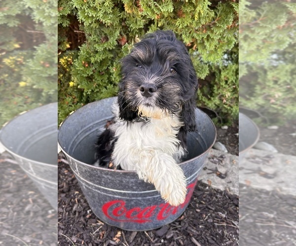 Medium Photo #3 Cockapoo Puppy For Sale in MIDDLEBURY, IN, USA
