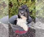 Small #2 Cockapoo