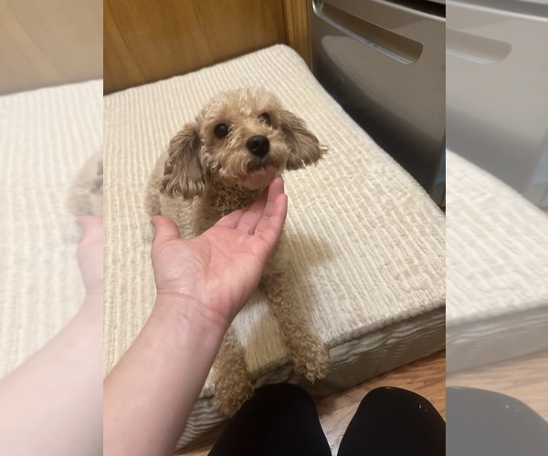 Medium Photo #1 Goldendoodle (Miniature) Puppy For Sale in DUBUQUE, IA, USA