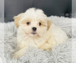 Small Photo #3 Hava-Apso Puppy For Sale in CINCINNATI, OH, USA