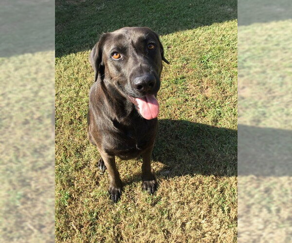 Medium Photo #1 Labrador Retriever-Unknown Mix Puppy For Sale in Grovetown, GA, USA