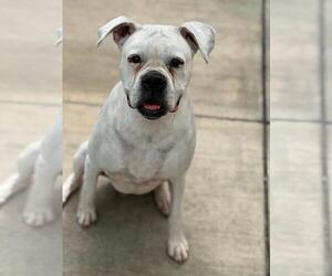 MISSISSIPPI - Female Boxer Dog for Adoption - Photo #2