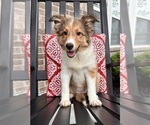 Small Photo #1 Shetland Sheepdog Puppy For Sale in INDIANAPOLIS, IN, USA