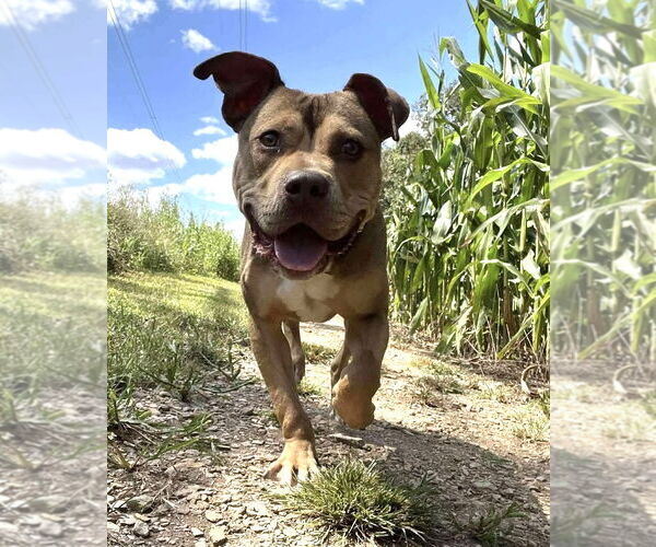 Medium Photo #1 American Pit Bull Terrier Puppy For Sale in Rockville, MD, USA