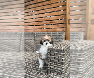 ShihPoo Puppy for sale in PORTLAND, OR, USA