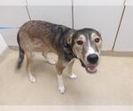 Small German Shepherd Dog-Redbone Coonhound Mix