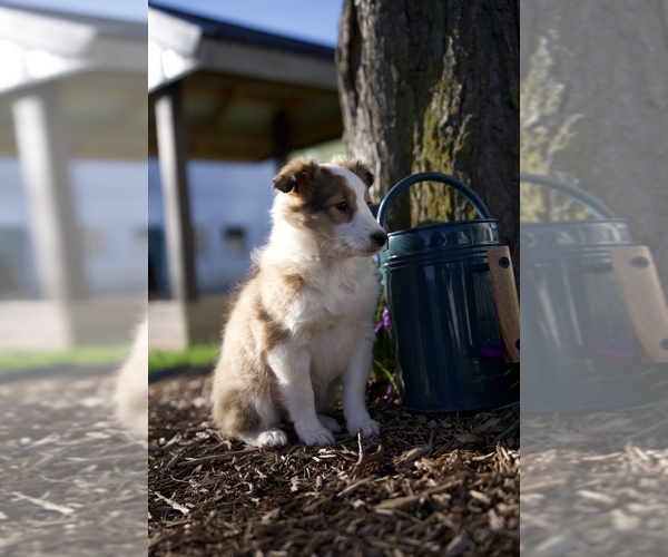 Medium Photo #1 Shetland Sheepdog Puppy For Sale in HONEY BROOK, PA, USA