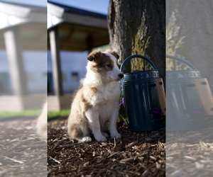 Shetland Sheepdog Puppy for sale in HONEY BROOK, PA, USA