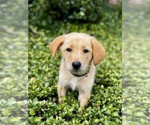 Medium German Shepherd Dog-Labradoodle Mix