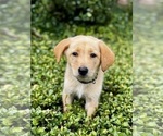 Puppy Playful Male German Shepherd Dog-Labradoodle Mix