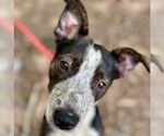 Small #2 Mutt
