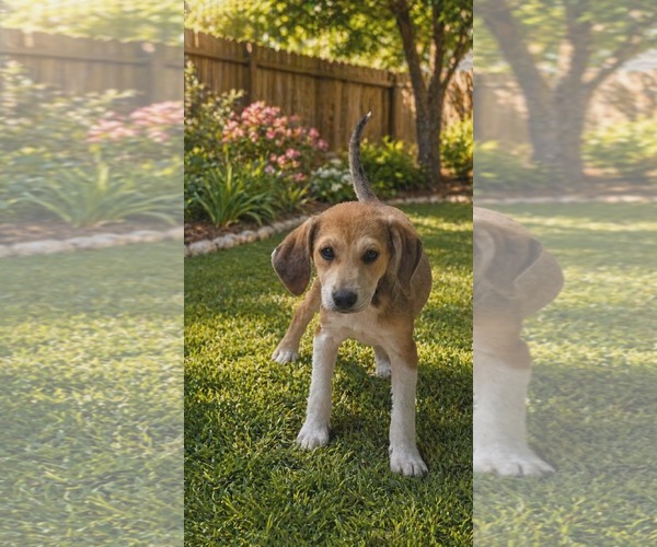 Medium Photo #2 Labbe Puppy For Sale in Oakhurst, NJ, USA