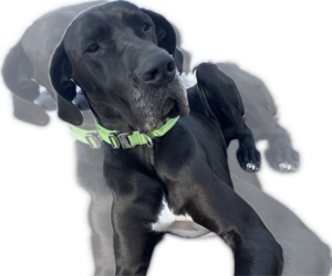 Father of the Great Dane puppies born on 07/27/2026