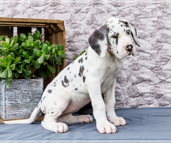 Medium Photo #11 Great Dane Puppy For Sale in WAKARUSA, IN, USA