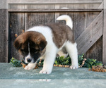 Small #1 Akita