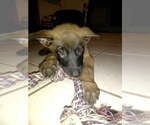 Small Photo #5 Belgian Malinois Puppy For Sale in GILBERT, AZ, USA