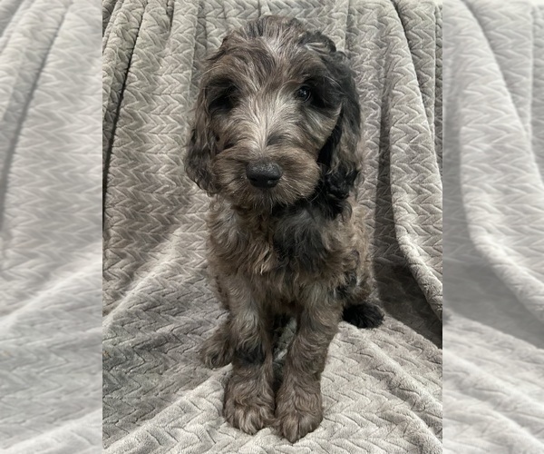 Medium Photo #3 Goldendoodle Puppy For Sale in CENTURIA, WI, USA