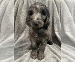 Small Photo #3 Goldendoodle Puppy For Sale in CENTURIA, WI, USA