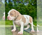 Puppy Puppy 2 American Bully