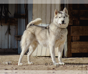 Father of the Alaskan Malamute puppies born on 12/23/2024