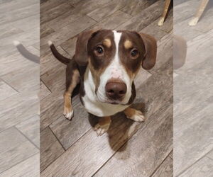 Basset Hound-Unknown Mix Dogs for adoption in Apple Valley, CA, USA