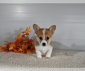 Pembroke Welsh Corgi Puppy for sale in MILLERSBURG, OH, USA