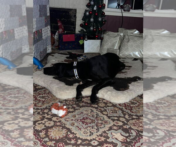 Medium Photo #2 Great Dane Puppy For Sale in Bullard, TX, USA