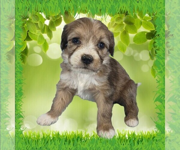 Medium Photo #12 Bernedoodle (Miniature) Puppy For Sale in BLACK FOREST, CO, USA