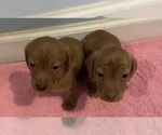 Dachshund - Male Dachshund Puppy for Sale - Small photo