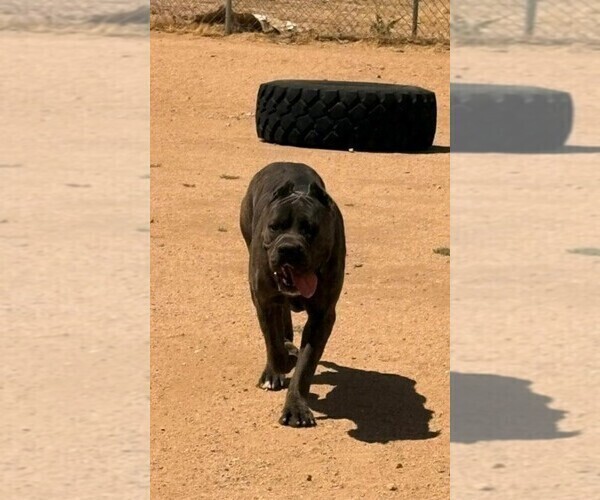 Medium Photo #1 Cane Corso Puppy For Sale in YUCCA VALLEY, CA, USA
