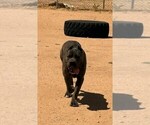 Small Photo #1 Cane Corso Puppy For Sale in YUCCA VALLEY, CA, USA