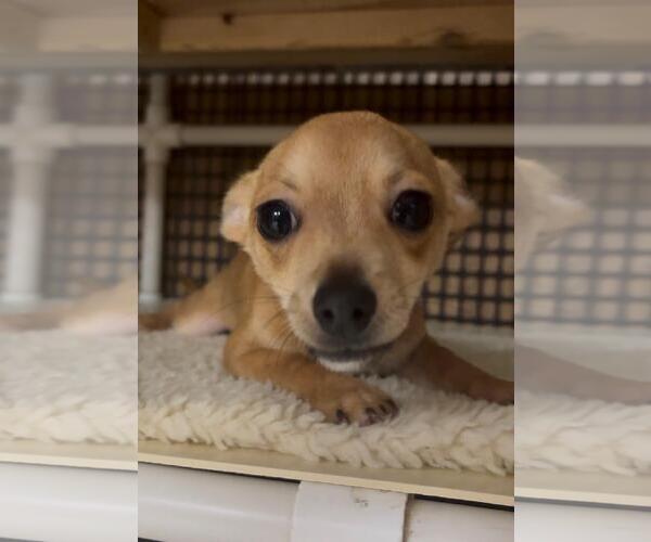 Medium Photo #7 Chihuahua Puppy For Sale in Parlier, CA, USA