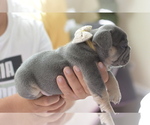 Small #4 French Bulldog