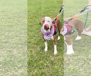 American Staffordshire Terrier-Unknown Mix Dogs for adoption in Munford, TN, USA