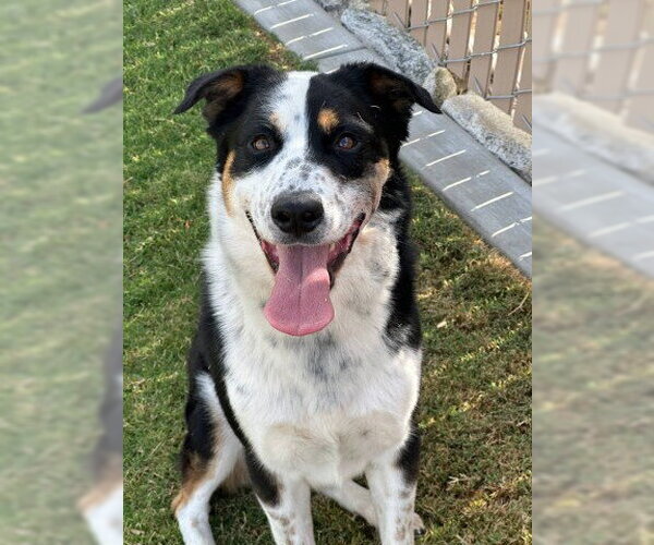 Medium Photo #2 Border Collie-Unknown Mix Puppy For Sale in Redlands, CA, USA