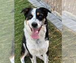 Small #1 Border Collie Mix