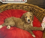 Small Photo #10 Poodle (Miniature) Puppy For Sale in LA PUENTE, CA, USA