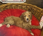 Small #9 Poodle (Miniature)